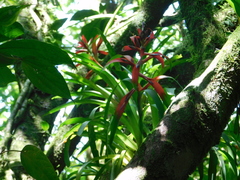 Tillandsia leiboldiana