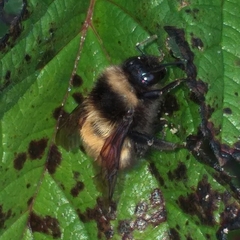 Bombus robustus