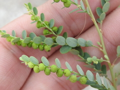 Phyllanthus abnormis
