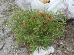 Phyllanthus abnormis