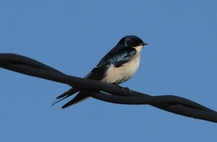 Hirundo dimidiata