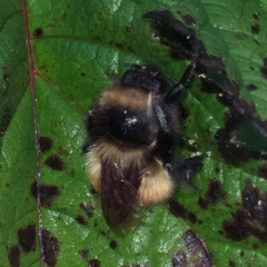 Bombus robustus