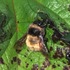 Bombus robustus
