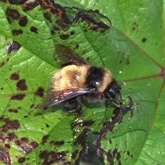 Bombus robustus