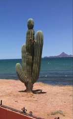 Pachycereus pringlei