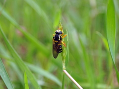 Xanthogramma citrofasciatum