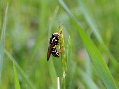 Xanthogramma citrofasciatum