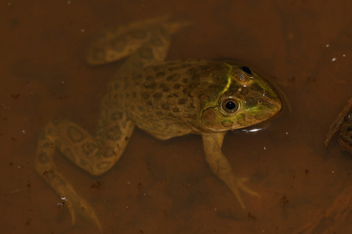 Crowned bullfrog
