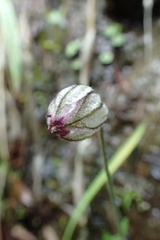 Silene wahlbergella