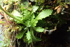 Primula borealis