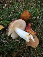 Russula versicolor