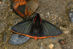 Pyrrhopyge hadassa