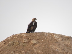 Aquila heliaca