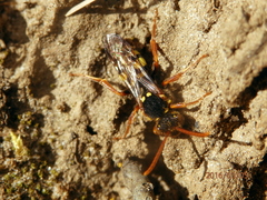 Nomada lathburiana