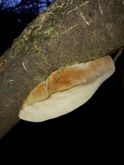Phellinus pomaceus
