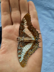 Charaxes brutus