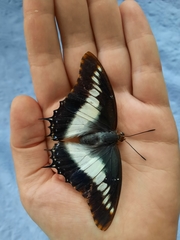 Charaxes brutus
