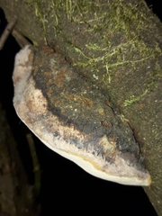 Phellinus pomaceus