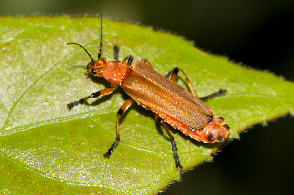 Silidius