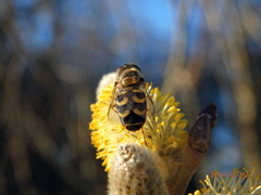 Lapposyrphus lapponicus