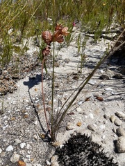 Tritoniopsis antholyza