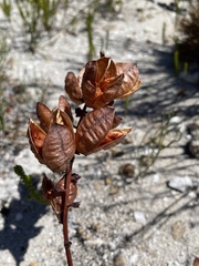 Tritoniopsis antholyza