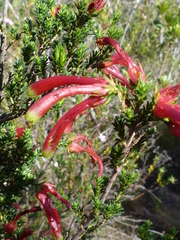 Erica versicolor
