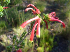 Erica versicolor