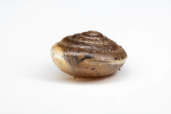 Perforatella bidentata