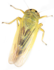 Sagatus punctifrons