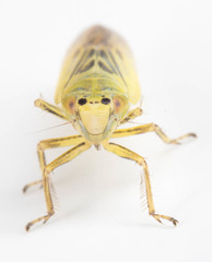 Sagatus punctifrons