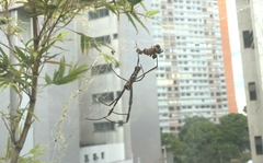 Trichonephila clavipes