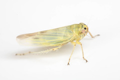 Sagatus punctifrons