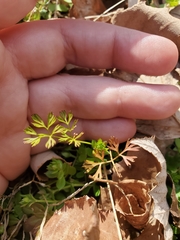 Ammoselinum