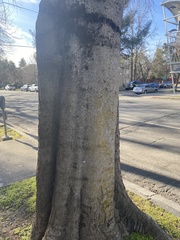 Lecanoromycetes