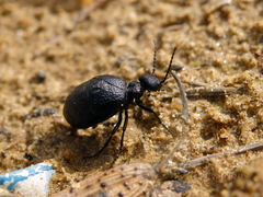 Meloe rugosus