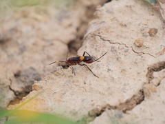Compsocryptus melanostigma