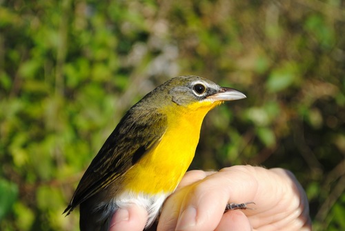 Yellow-breasted Chat (virens)