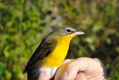 Icteria virens virens