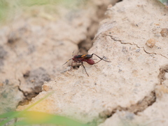 Compsocryptus melanostigma