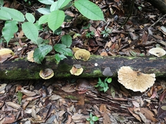 Trametes tenuis