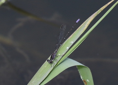 Argia oculata