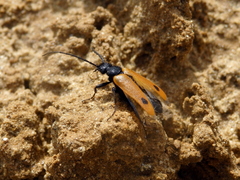 Apalus bimaculatus