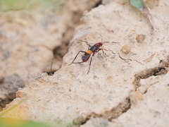 Compsocryptus melanostigma