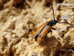 Apalus bimaculatus