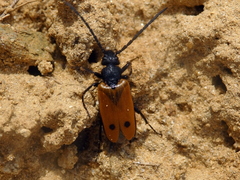 Apalus bimaculatus