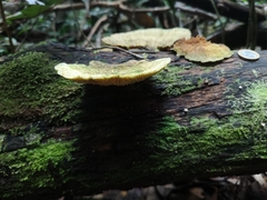 Trametes tenuis