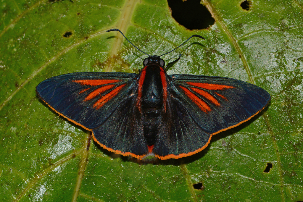 Streaked Firetip