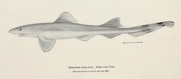 Ribbontail Catsharks