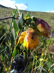 Liparia splendens comantha